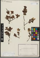 Foto von Salix waldsteiniana Willd.